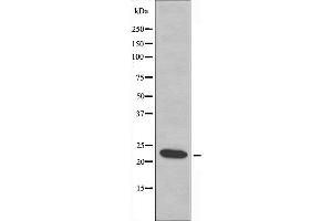 Image no. 1 for anti-ASF1 Anti-Silencing Function 1 Homolog A (S. Cerevisiae) (ASF1A) (Internal Region) antibody (ABIN6257939)