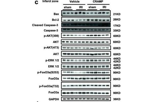 anti-Mitogen-Activated Protein Kinase 1 (MAPK1) (N-Term) antibody
