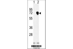 Image no. 2 for anti-Nuclear Autoantigenic Sperm Protein (Histone-Binding) (NASP) (AA 152-180), (N-Term) antibody (ABIN651103)
