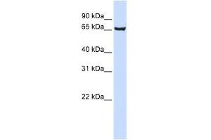Image no. 1 for anti-SRY (Sex Determining Region Y)-Box 13 (SOX13) (Middle Region) antibody (ABIN2787569)