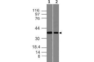 Image no. 1 for anti-Sphingosine-1-Phosphate Receptor 2 (S1PR2) (AA 1-200) antibody (ABIN5027651)