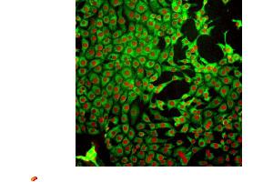 Glutathione antibody