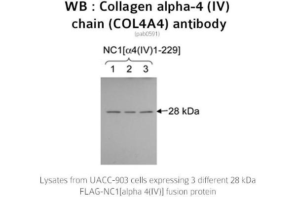 Col4a4 antibody  (C-Term)