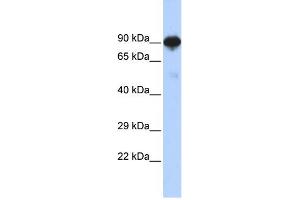 Image no. 1 for anti-Regulatory Factor X 4 (RFX4) (N-Term) antibody (ABIN2776022)