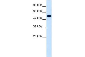 anti-Chloride Channel, Voltage-Sensitive 6 (CLCN6) (C-Term) antibody