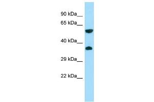 Image no. 1 for anti-G Protein-Coupled Receptor 22 (GPR22) (C-Term) antibody (ABIN2790253)