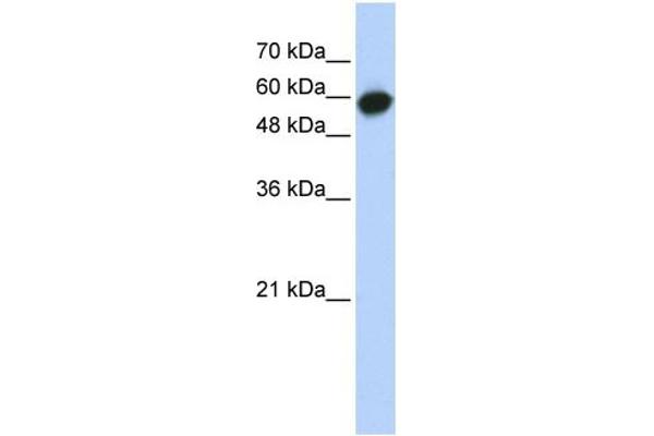 anti-Leucine Rich Repeat Containing 6 (LRRC6) (Middle Region) antibody