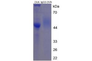 Image no. 3 for IgG3 peptide (Ovalbumin) (ABIN5666227)