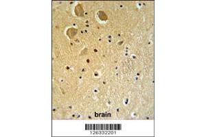 Immunohistochemistry (IHC) image for anti-Family with Sequence Similarity 92, Member A1 (FAM92A1) antibody (ABIN2158793)
