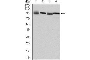 Image no. 1 for anti-Eukaryotic Translation Elongation Factor 2 (EEF2) antibody (ABIN969090)