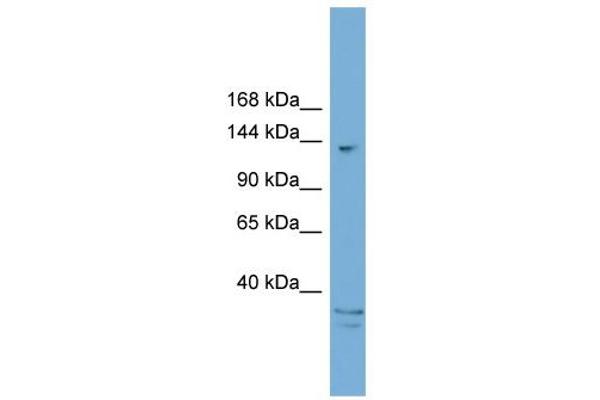 anti-AT Rich Interactive Domain 5B (MRF1-Like) (ARID5B) (C-Term) antibody