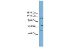 Image no. 1 for anti-Valyl-tRNA Synthetase 2, Mitochondrial (VARS2) (AA 899-948) antibody (ABIN6744835)