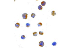 Image no. 3 for anti-Endoplasmic Reticulum To Nucleus Signaling 1 (ERN1) (N-Term) antibody (ABIN6657003)