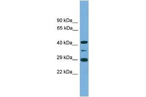 Image no. 2 for anti-Enolase-Phosphatase 1 (ENOPH1) (Middle Region) antibody (ABIN2787264)