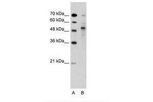 Image no. 2 for anti-Tripartite Motif Containing 59 (TRIM59) (AA 251-300) antibody (ABIN203537)