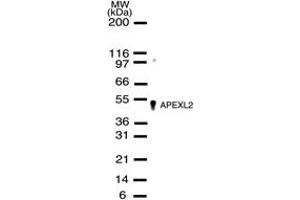 Image no. 1 for anti-APEX Nuclease (Apurinic/apyrimidinic Endonuclease) 2 (APEX2) antibody (ABIN6971394)