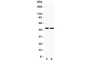 Image no. 1 for anti-Solute Carrier Family 30 (Zinc Transporter), Member 4 (SLC30A4) (C-Term) antibody (ABIN3032685)