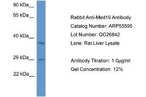 MED19 antibody  (N-Term)