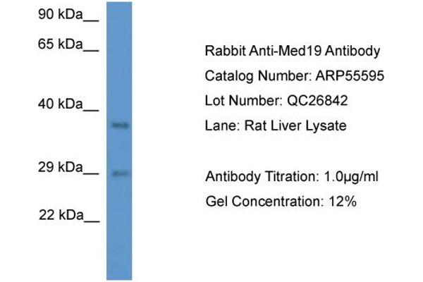 MED19 antibody  (N-Term)