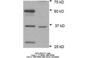 Image no. 2 for anti-Aryl Hydrocarbon Receptor Interacting Protein (AIP) antibody (ABIN363261)