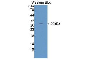 Image no. 1 for anti-Elastase 3B, Pancreatic (ELA3B) (AA 28-269) antibody (ABIN1176257)