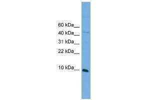 BOLA2 antibody  (N-Term)