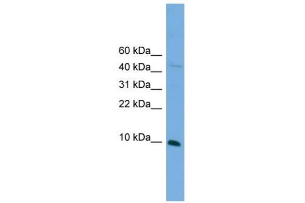 BOLA2 antibody  (N-Term)