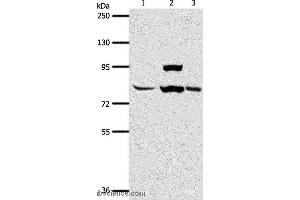 Image no. 2 for anti-ArfGAP with GTPase Domain, Ankyrin Repeat and PH Domain 1 (AGAP1) antibody (ABIN2426527)
