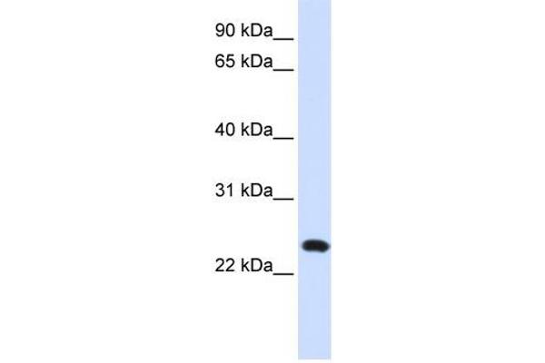 LAMP5 antibody