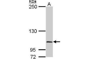 Image no. 1 for anti-Dipeptidyl-Peptidase 8 (DPP8) (Internal Region) antibody (ABIN2854505)