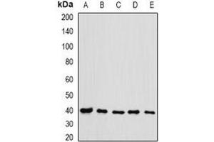 Image no. 2 for anti-Eukaryotic Translation Initiation Factor 3 Subunit H (EIF3H) antibody (ABIN2966598)
