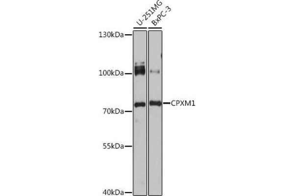 CPXM1 antibody