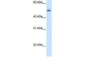 Image no. 1 for anti-Argininosuccinate Lyase (ASL) (Middle Region) antibody (ABIN629749)