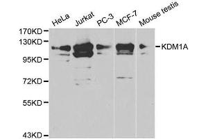 Image no. 4 for anti-Lysine (K)-Specific Demethylase 1A (KDM1A) antibody (ABIN3021575)