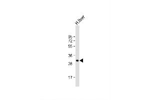 Image no. 2 for anti-Apolipoprotein F (APOF) (AA 111-138) antibody (ABIN654066)