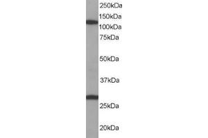 Image no. 2 for anti-Importin 7 (IPO7) (C-Term) antibody (ABIN184802)