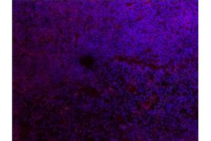 Immunofluorescence (IF) image for anti-Allograft Inflammatory Factor 1 (AIF1) (AA 51-147) antibody (ABIN685477)