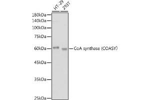 Western blot analysis of extracts of various cell lines, using CoA synthase (COASY) antibody (ABIN7266420) at 1:1000 dilution.