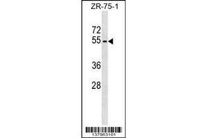 Image no. 1 for anti-Phospholipase D4 (PLD4) (AA 50-76), (N-Term) antibody (ABIN1539414)