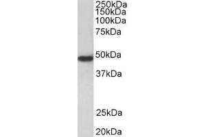 Image no. 1 for anti-Coagulation Factor II (thrombin) Receptor (F2R) (Internal Region) antibody (ABIN570970)