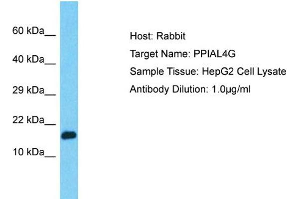 PPIAL4G Antikörper  (C-Term)