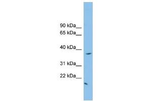 Image no. 1 for anti-FK506 Binding Protein Like (FKBPL) (N-Term) antibody (ABIN2787294)