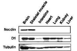 Image no. 2 for anti-Melanoma Antigen Family D, 1 (MAGED1) (AA 1-775) antibody (ABIN2452045)