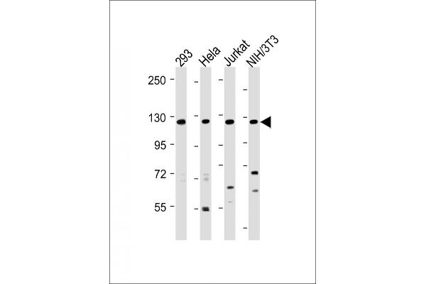 INTS3 antibody  (AA 518-551)