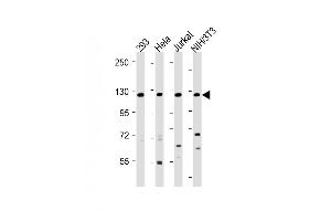 INTS3 antibody  (AA 518-551)