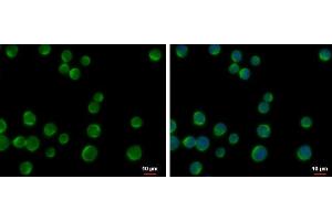 ICC/IF Image DOK2 antibody [N1C1] detects DOK2 protein at cytoplasm by immunofluorescent analysis.