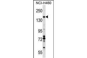 anti-Valosin Containing Protein (p97)/p47 Complex Interacting Protein 1 (Vcpip1) (AA 124-151), (N-Term) antibody