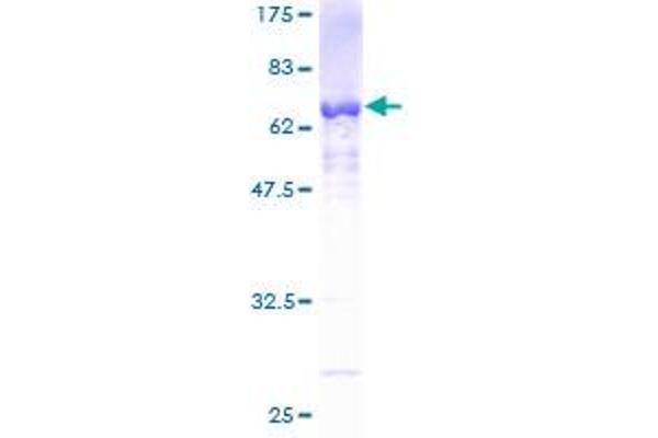 PRPF18 Protein (PRP18 Pre-mRNA Processing Factor 18) (AA 1-342) (GST tag)