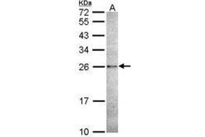 Image no. 1 for anti-Caspase 14, Apoptosis-Related Cysteine Peptidase (CASP14) (AA 171-230) antibody (ABIN467554)