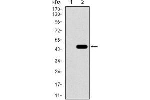 Calmegin antibody  (AA 249-405)